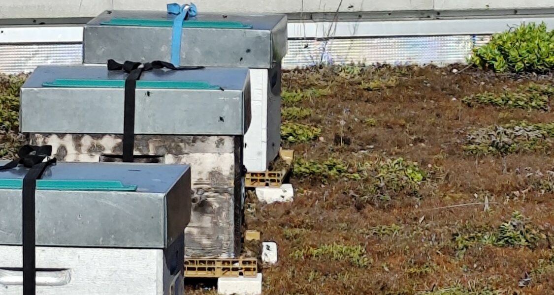 Des ruches sur le toit du lycée : un nouveau projet en faveur de la biodiversité